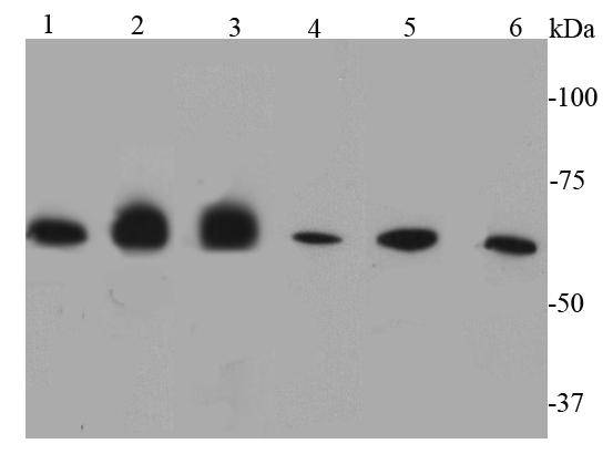 Catalase Antibody