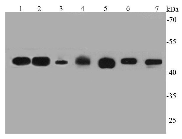 GAP43 Antibody