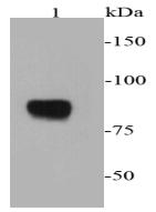 Chromogranin A Antibody