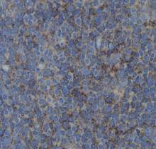 ZO1 Antibody