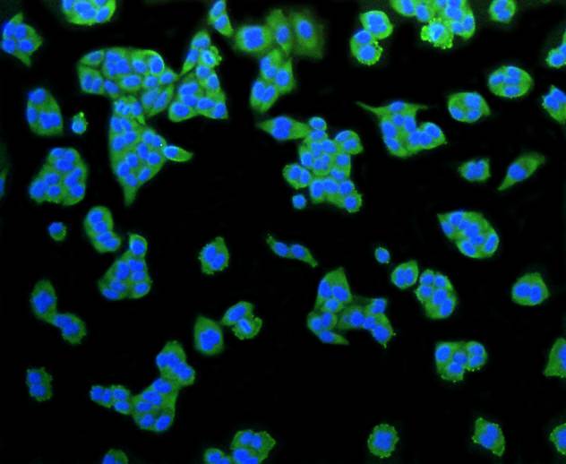 LRP1 Antibody