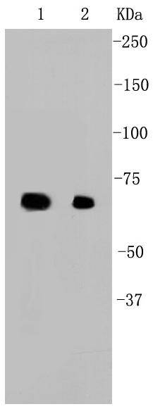 Hsp70 Antibody