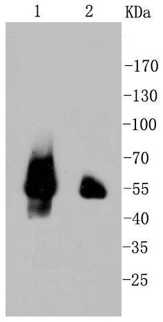 p53 Antibody