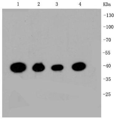 CREB Antibody