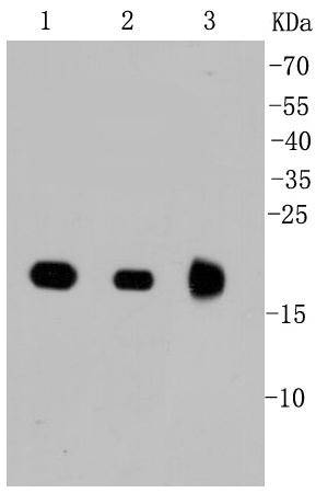 Ras Antibody