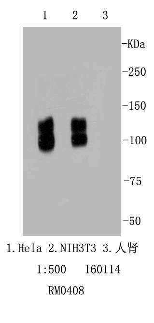 Integrin beta 1 Antibody