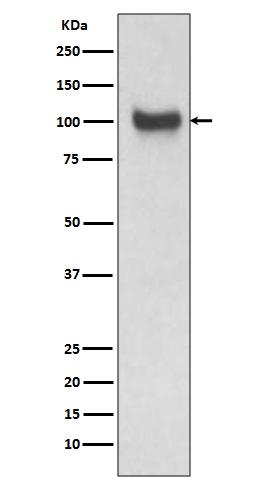 VCAM1 Antibody