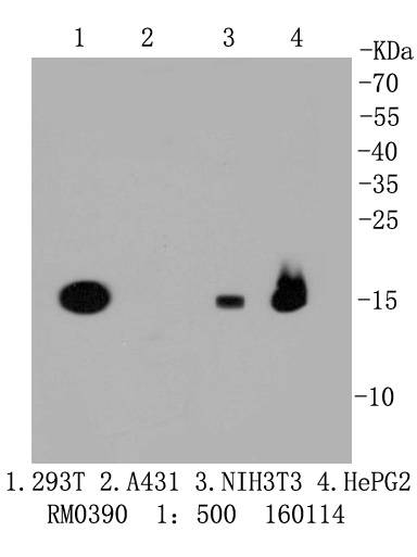PBR Antibody
