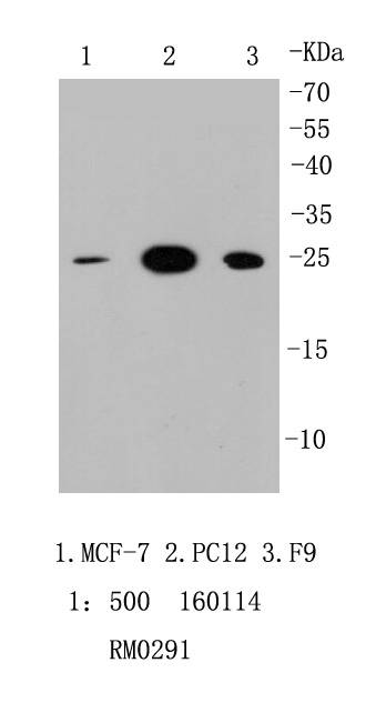 HMGB1 Antibody