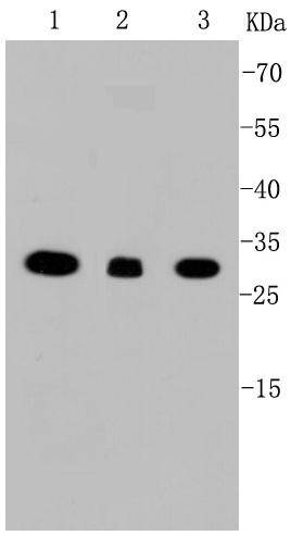 VDAC1 Antibody
