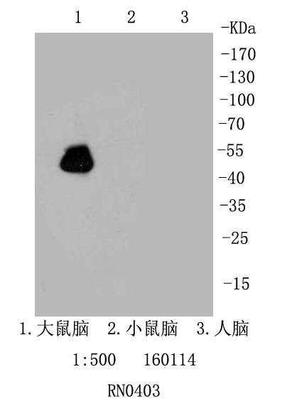 GFAP Antibody