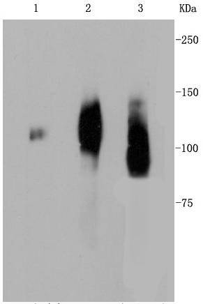LAMP2a Antibody