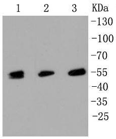 MLKL Antibody
