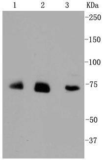 Alas1 Antibody