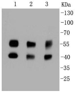 JNK1+JNK2+JNK3 Antibody