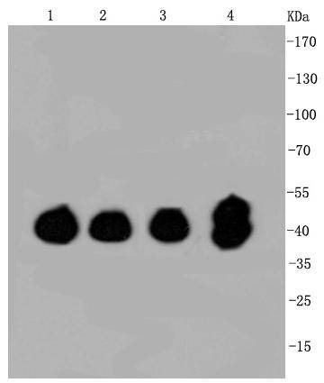 ERK1/2 Antibody