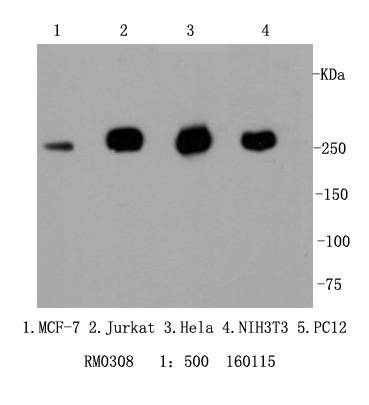 Filamin A Antibody