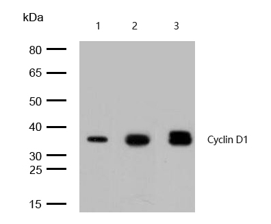 Cyclin D1 Antibody