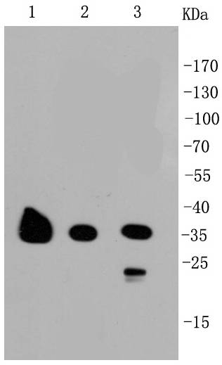 GAPDH Antibody