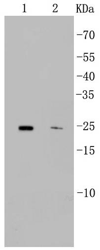 CD9 Antibody