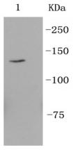 Integrin alpha 6 Antibody
