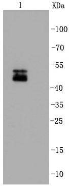 NeuN Antibody
