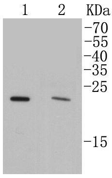 Rab4A Antibody
