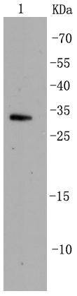 Cdk5 Antibody