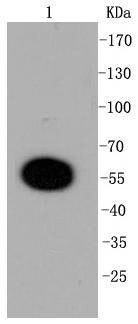 DUSP6 Antibody