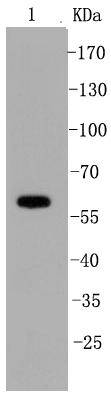 SHP1 Antibody