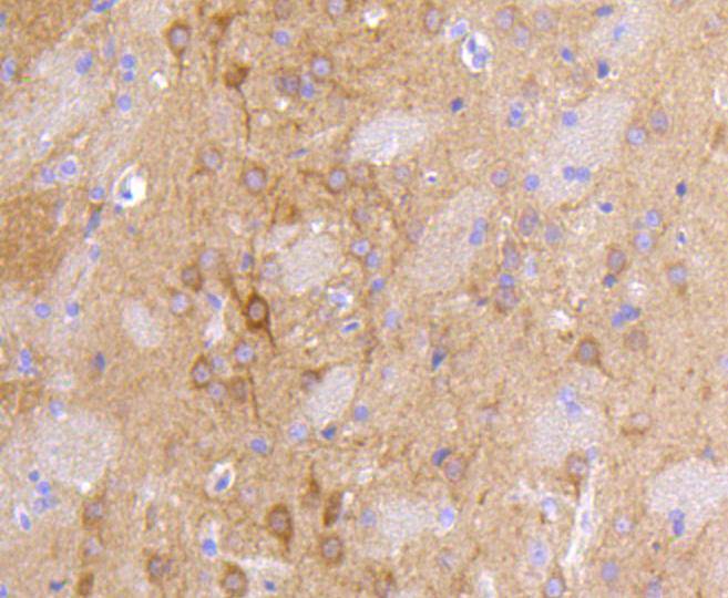 PSD95 Antibody