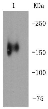 MERTK Antibody