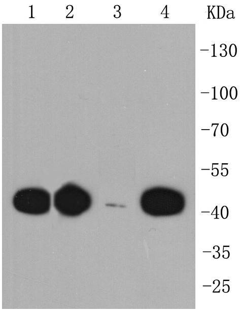 CCR7 Antibody