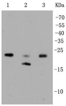 Rho A+B+C Antibody