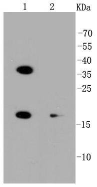 PUMA Antibody