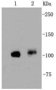 FAK Antibody