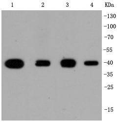 p38 Antibody