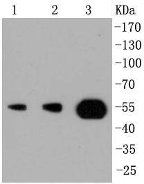 PI 3 Kinase p55 gamma Antibody