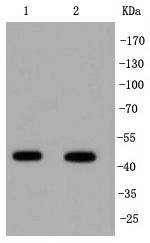 IRF1 Antibody