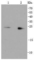 Rab9 Antibody