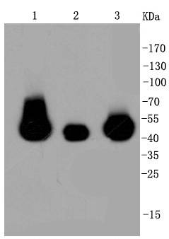 MEK1/2 Antibody