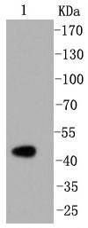 Caspase-2 Antibody