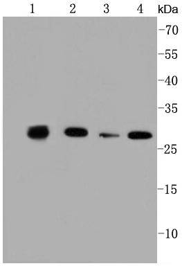 Prohibitin Antibody