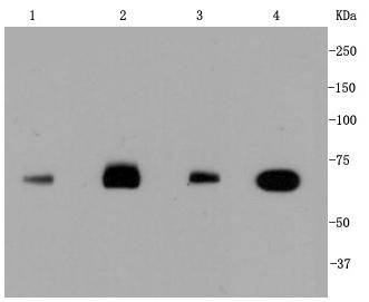 Hsc70 Antibody