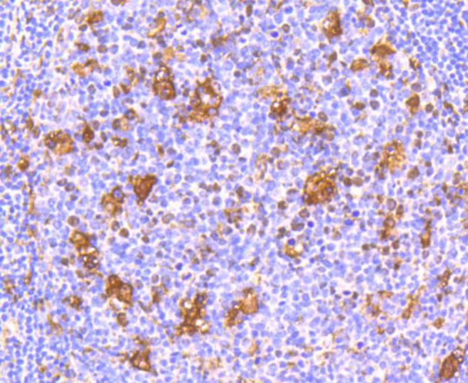 IFNAR1 Antibody