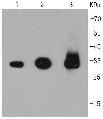 Caspase-3 Antibody