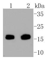 Survivin Antibody
