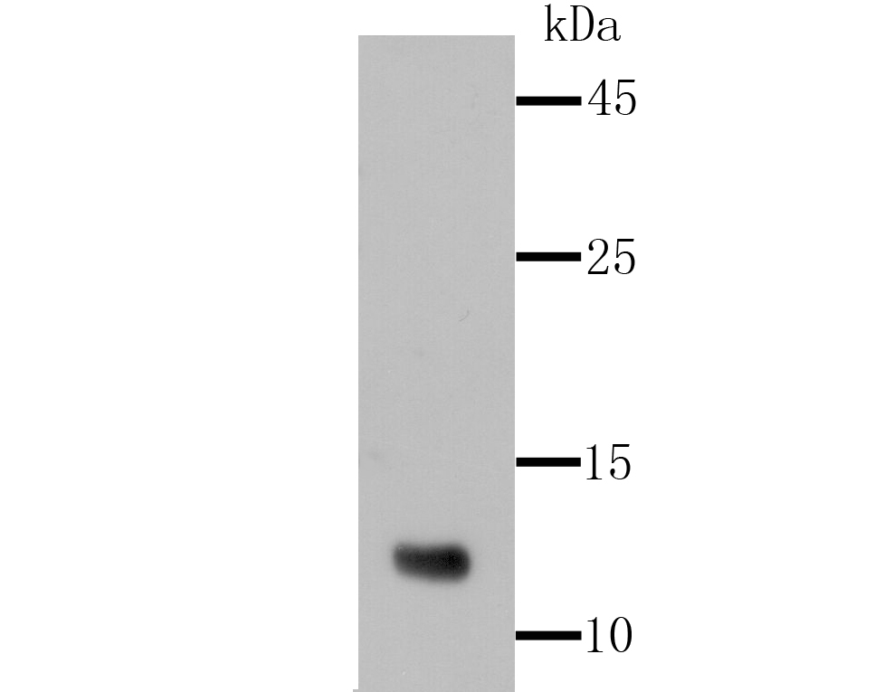Firefly Luciferase Antibody