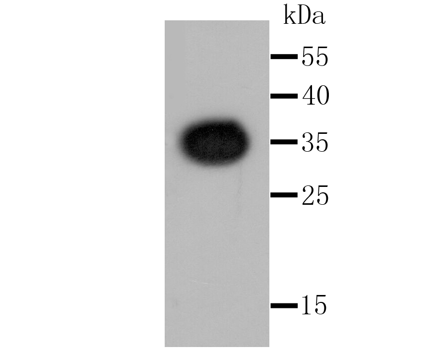 Renilla Luciferase Antibody