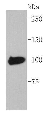 Maltose Binding Protein Antibody